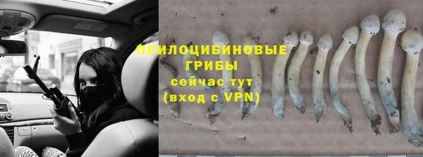гашик Алексин